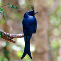 Crested Drongo